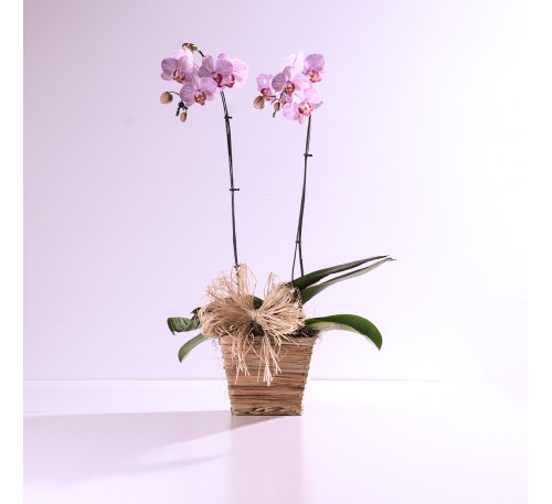 Orquídea Lilás no Cachepô