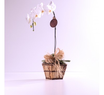 Orquídea Branca no Cachepô